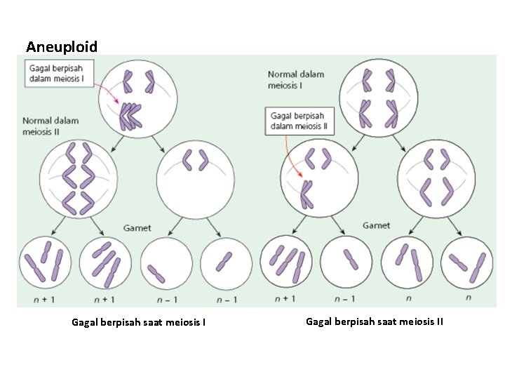 Aneuploid Gagal berpisah saat meiosis II 