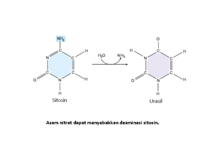 Asam nitrat dapat menyebabkan deaminasi sitosin. 