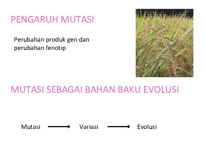 PENGARUH MUTASI Perubahan produk gen dan perubahan fenotip MUTASI SEBAGAI BAHAN BAKU EVOLUSI Mutasi