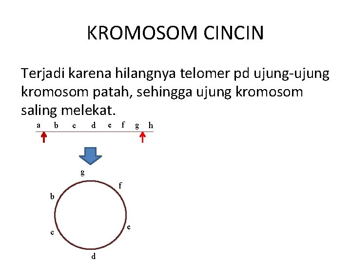 KROMOSOM CINCIN Terjadi karena hilangnya telomer pd ujung-ujung kromosom patah, sehingga ujung kromosom saling