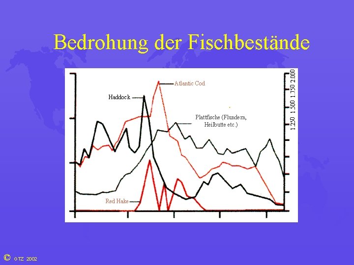 Atlantic Cod Haddock Plattfische (Flundern, Heilbutte etc. ) Red Hake © GTZ 2002 1.