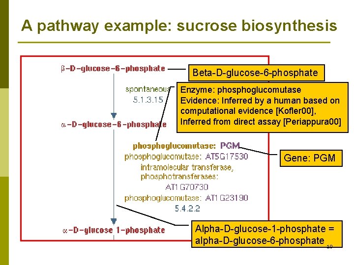 A pathway example: sucrose biosynthesis Beta-D-glucose-6 -phosphate Enzyme: phosphoglucomutase Evidence: Inferred by a human