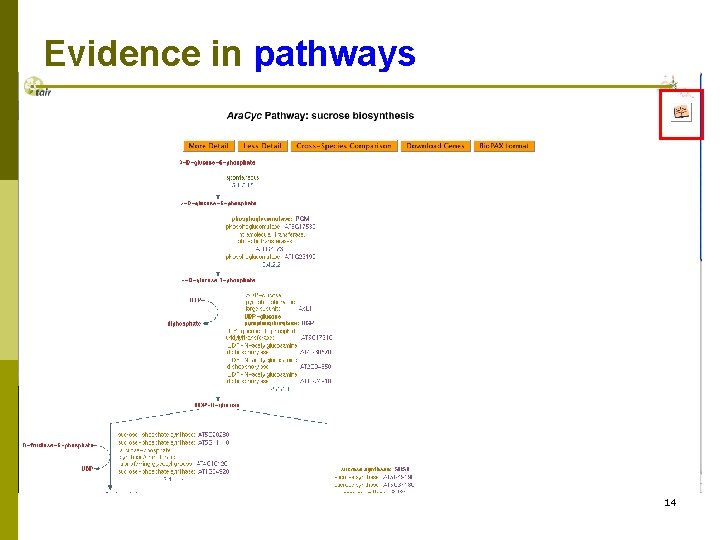 Evidence in pathways 14 