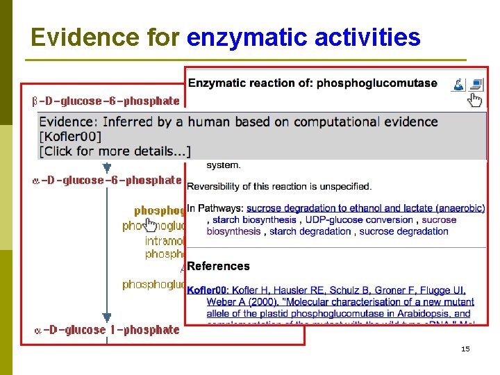 Evidence for enzymatic activities 15 