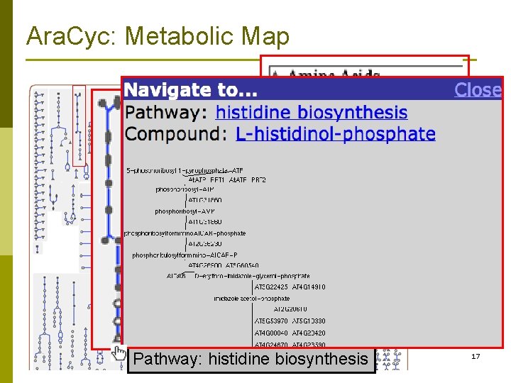 Ara. Cyc: Metabolic Map Compound: L-histidine Pathway: histidine biosynthesis 17 