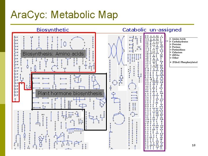 Ara. Cyc: Metabolic Map Biosynthetic Catabolic un-assigned Biosynthesis: Amino acids Plant hormone biosynthesis 18