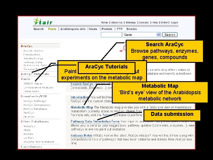 Search Ara. Cyc Browse pathways, enzymes, genes, compounds OMICS Ara. Cyc. Viewer Tutorials Paint