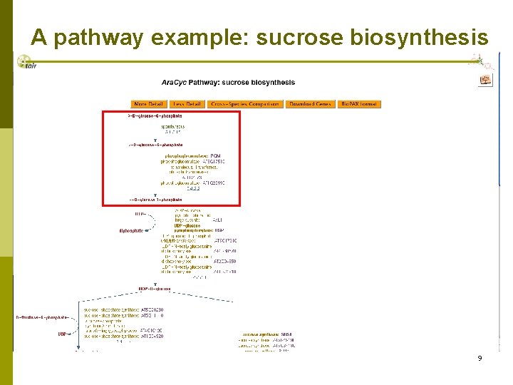 A pathway example: sucrose biosynthesis 9 