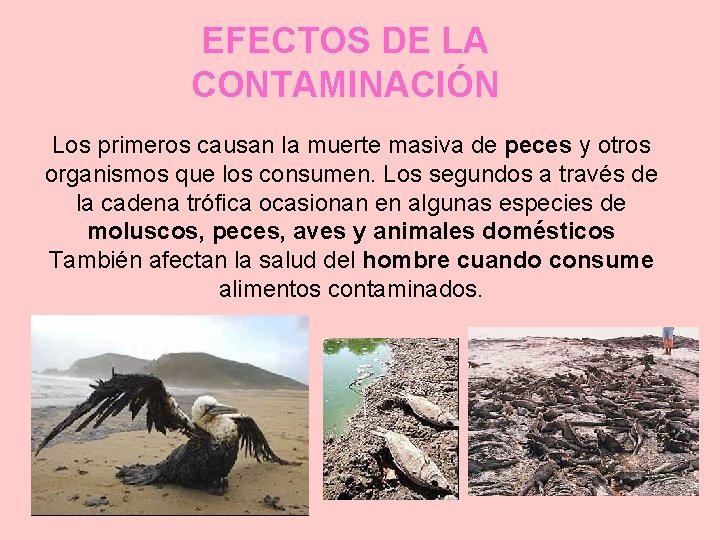 EFECTOS DE LA CONTAMINACIÓN Los primeros causan la muerte masiva de peces y otros