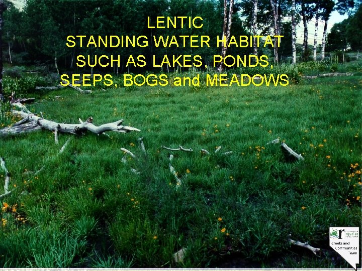 LENTIC STANDING WATER HABITAT SUCH AS LAKES, PONDS, SEEPS, BOGS and MEADOWS 