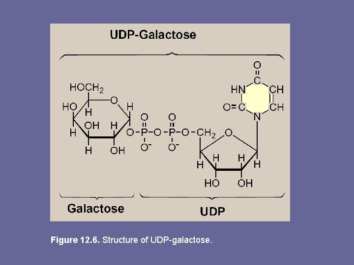 Figure 12. 6. Structure of UDP-galactose. 