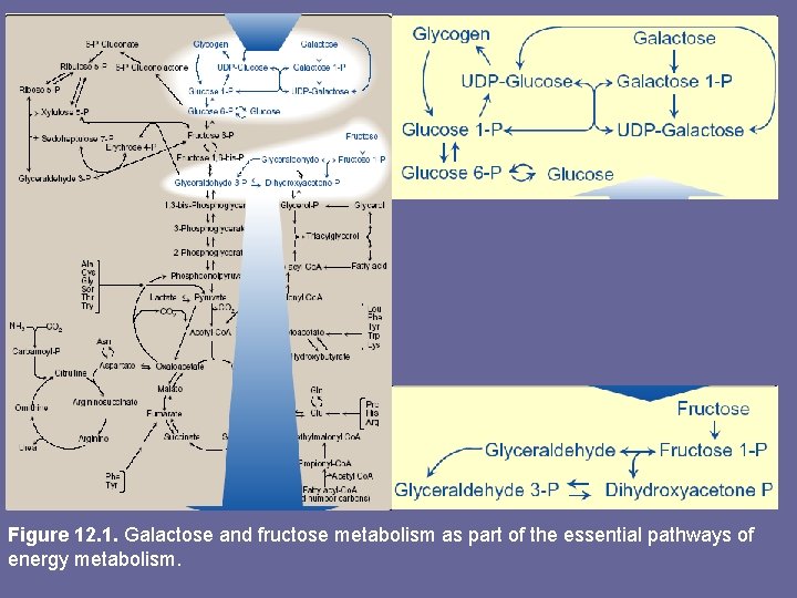 Figure 12. 1. Galactose and fructose metabolism as part of the essential pathways of