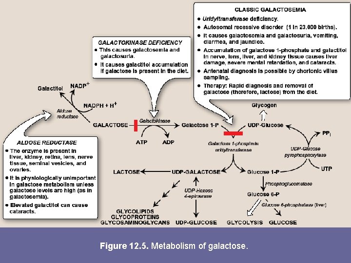 Figure 12. 5. Metabolism of galactose. 