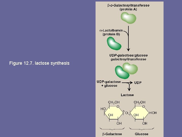 Figure 12. 7. lactose synthesis 