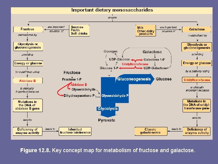 Figure 12. 8. Key concept map for metabolism of fructose and galactose. 
