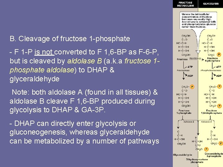 B. Cleavage of fructose 1 -phosphate - F 1 -P is not converted to