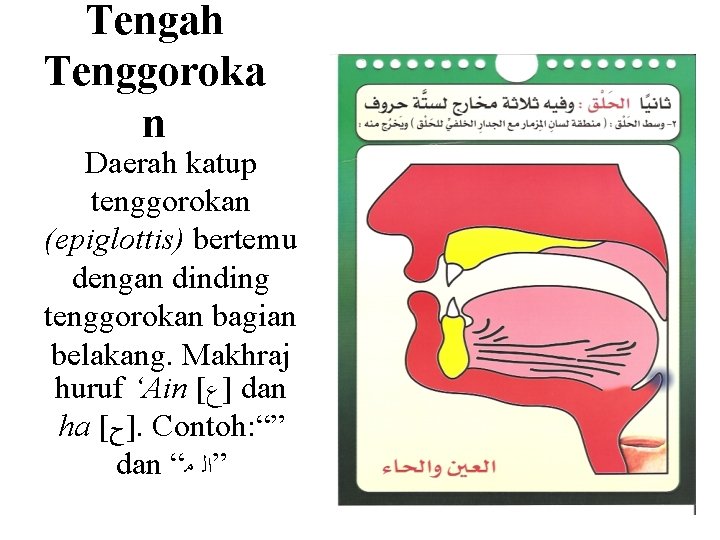 Tengah Tenggoroka n Daerah katup tenggorokan (epiglottis) bertemu dengan dinding tenggorokan bagian belakang. Makhraj