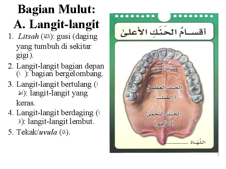 Bagian Mulut: A. Langit-langit 1. Litsah ( )ﺍﻟﺛﺔ : gusi (daging yang tumbuh di