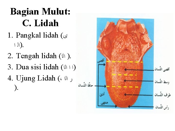 Bagian Mulut: C. Lidah 1. Pangkal lidah ( ﻯ )ﺍﻟ ﺍ. 2. Tengah lidah