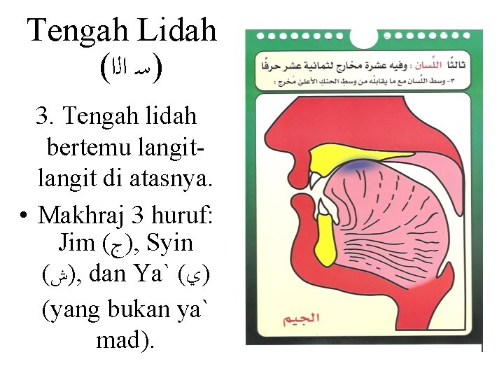 Tengah Lidah ( )ﺳ ﺍﻟﺍ 3. Tengah lidah bertemu langit di atasnya. • Makhraj