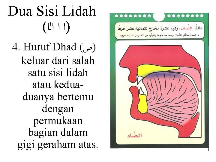 Dua Sisi Lidah ( )ﺍ ﺍ ﺍﻟﺍ 4. Huruf Dhad ( )ﺽ keluar dari