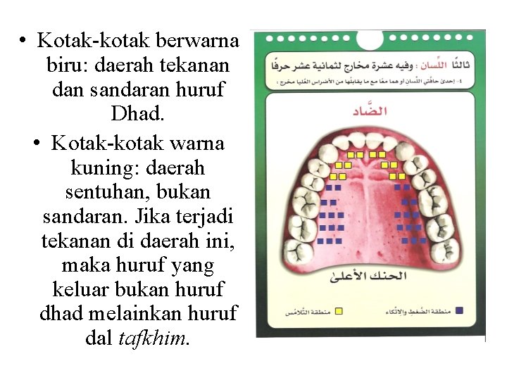  • Kotak-kotak berwarna biru: daerah tekanan dan sandaran huruf Dhad. • Kotak-kotak warna