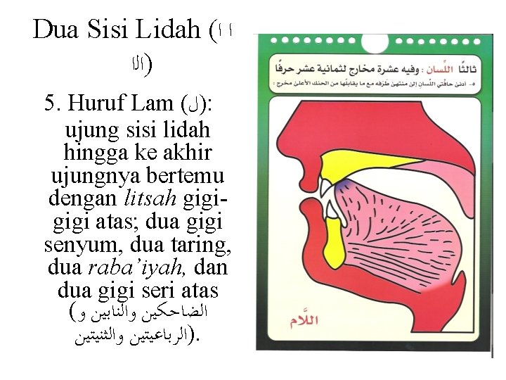 Dua Sisi Lidah ( ﺍ ﺍ )ﺍﻟﺍ 5. Huruf Lam ( )ﻝ : ujung