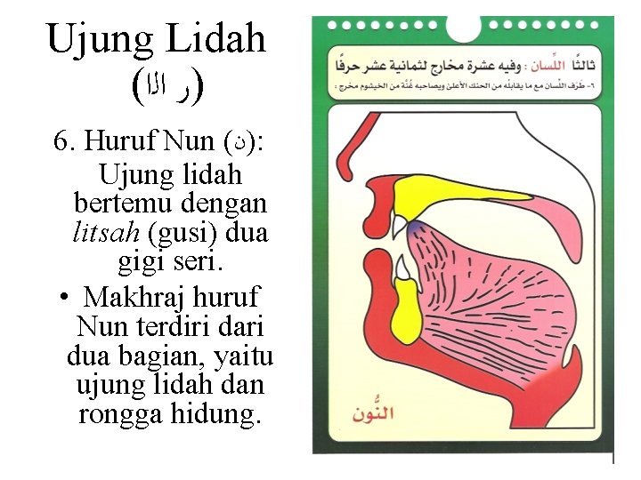 Ujung Lidah ( )ﺭ ﺍﻟﺍ 6. Huruf Nun ( )ﻥ : Ujung lidah bertemu