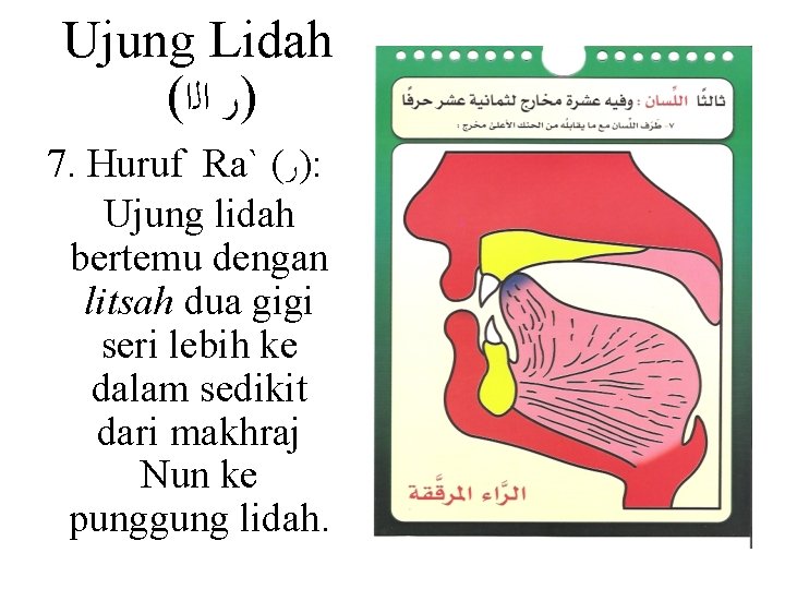 Ujung Lidah ( )ﺭ ﺍﻟﺍ 7. Huruf Ra` ( )ﺭ : Ujung lidah bertemu