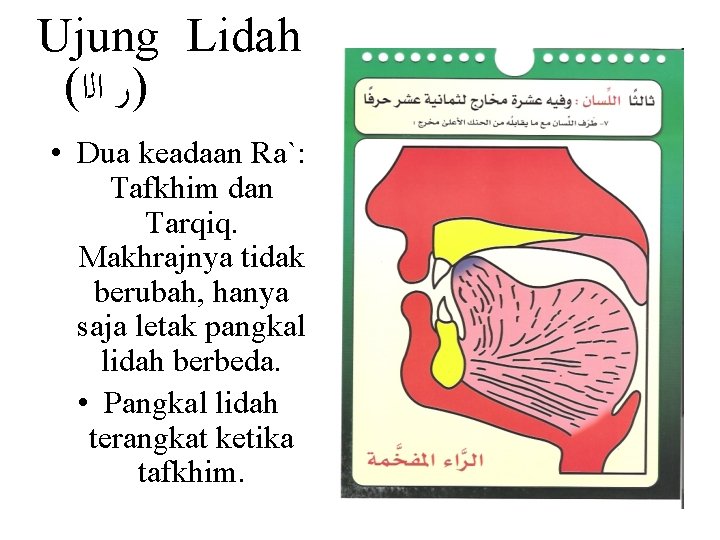 Ujung Lidah ( )ﺭ ﺍﻟﺍ • Dua keadaan Ra`: Tafkhim dan Tarqiq. Makhrajnya tidak