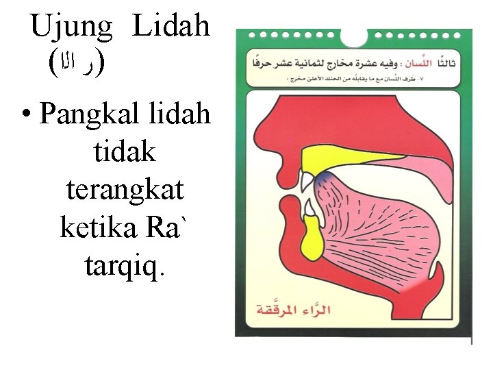 Ujung Lidah ( )ﺭ ﺍﻟﺍ • Pangkal lidah tidak terangkat ketika Ra` tarqiq. 
