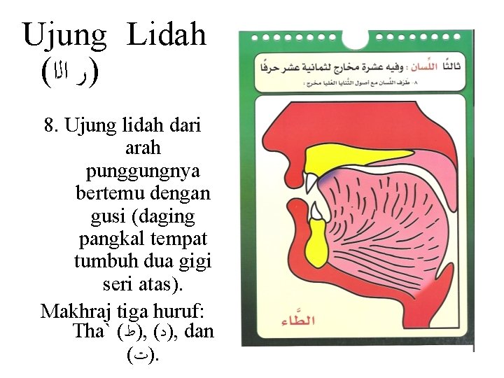 Ujung Lidah ( )ﺭ ﺍﻟﺍ 8. Ujung lidah dari arah punggungnya bertemu dengan gusi