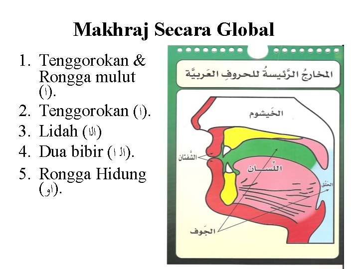 Makhraj Secara Global 1. Tenggorokan & Rongga mulut ( )ﺍ. 2. Tenggorokan ( )ﺍ.