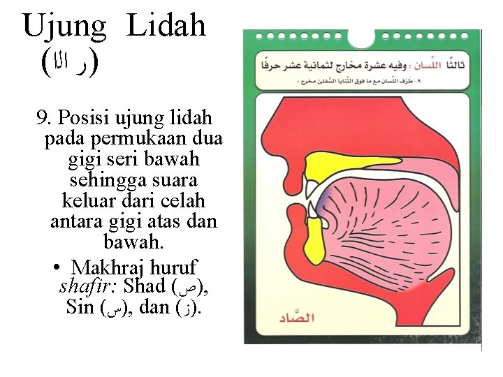 Ujung Lidah ( )ﺭ ﺍﻟﺍ 9. Posisi ujung lidah pada permukaan dua gigi seri