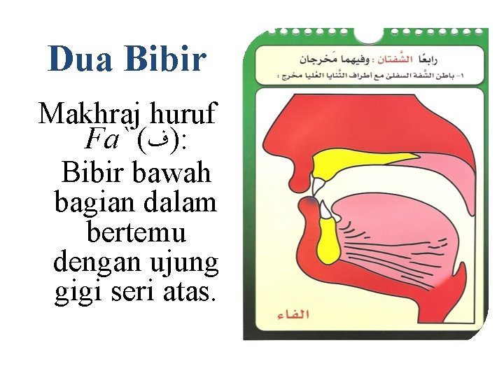 Dua Bibir Makhraj huruf Fa` ( )ﻑ : Bibir bawah bagian dalam bertemu dengan