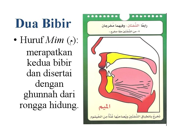 Dua Bibir • Huruf Mim ( )ﻡ : merapatkan kedua bibir dan disertai dengan