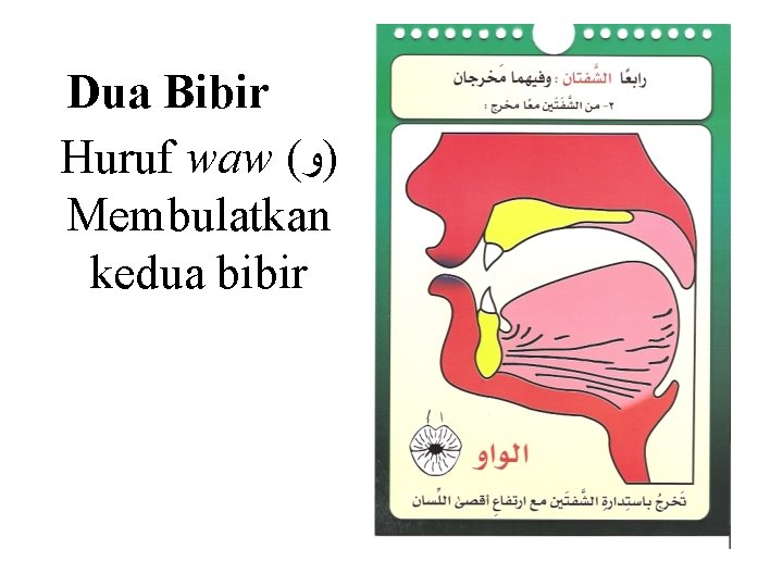 Dua Bibir Huruf waw ( )ﻭ Membulatkan kedua bibir 