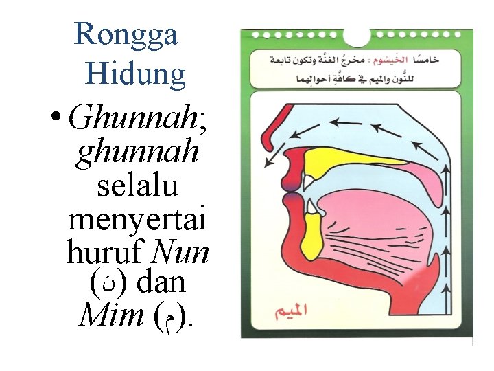Rongga Hidung • Ghunnah; ghunnah selalu menyertai huruf Nun ( )ﻥ dan Mim (