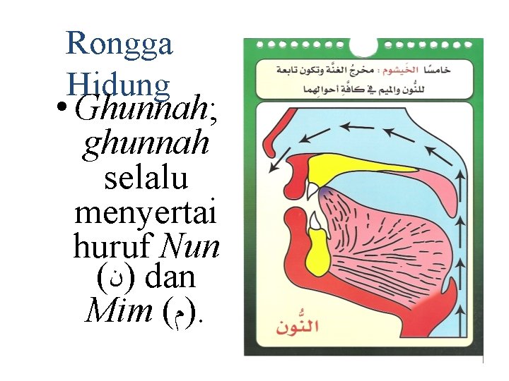 Rongga Hidung • Ghunnah; ghunnah selalu menyertai huruf Nun ( )ﻥ dan Mim (