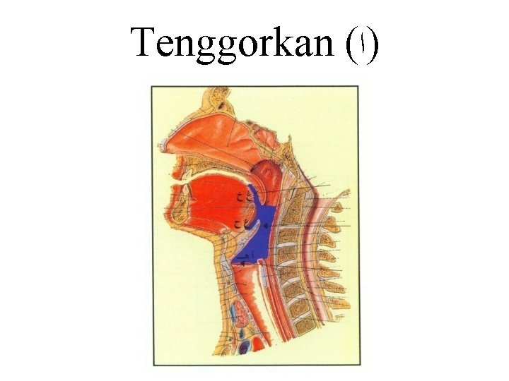 Tenggorkan ( )ﺍ 