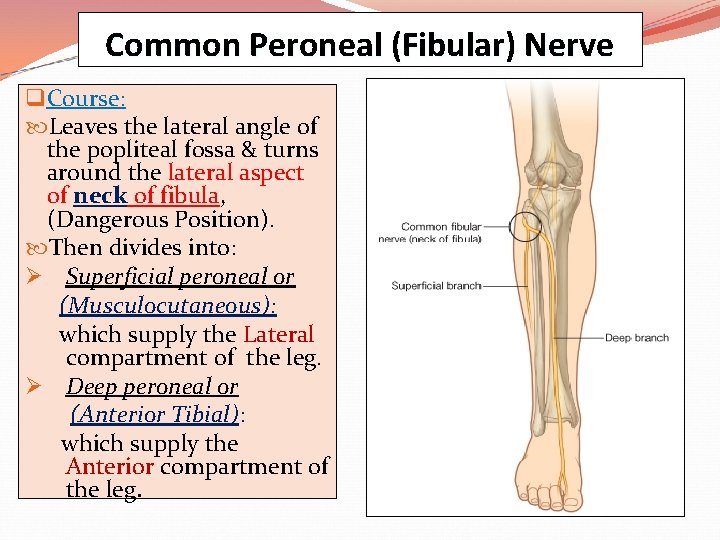 Common Peroneal (Fibular) Nerve q Course: Leaves the lateral angle of the popliteal fossa
