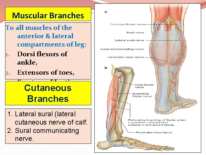 Muscular Branches To all muscles of the anterior & lateral compartments of leg: 1.