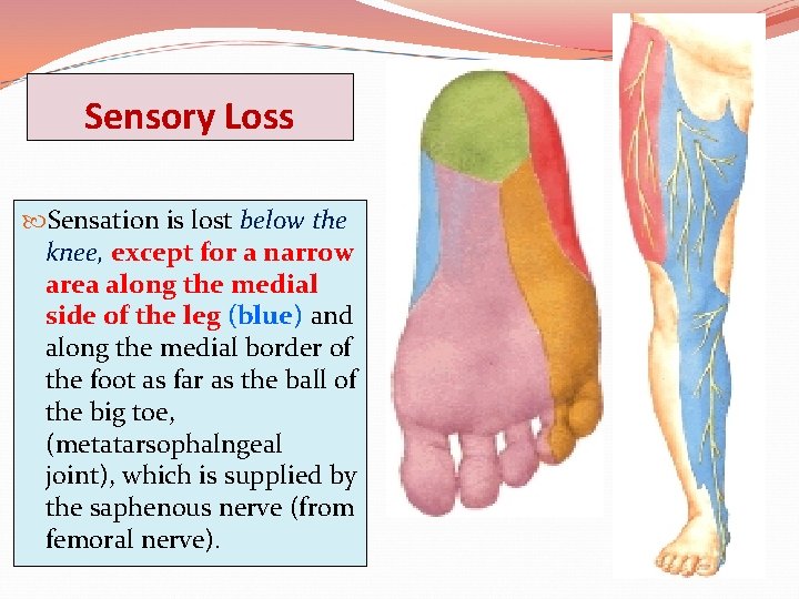 Sensory Loss Sensation is lost below the knee, except for a narrow area along