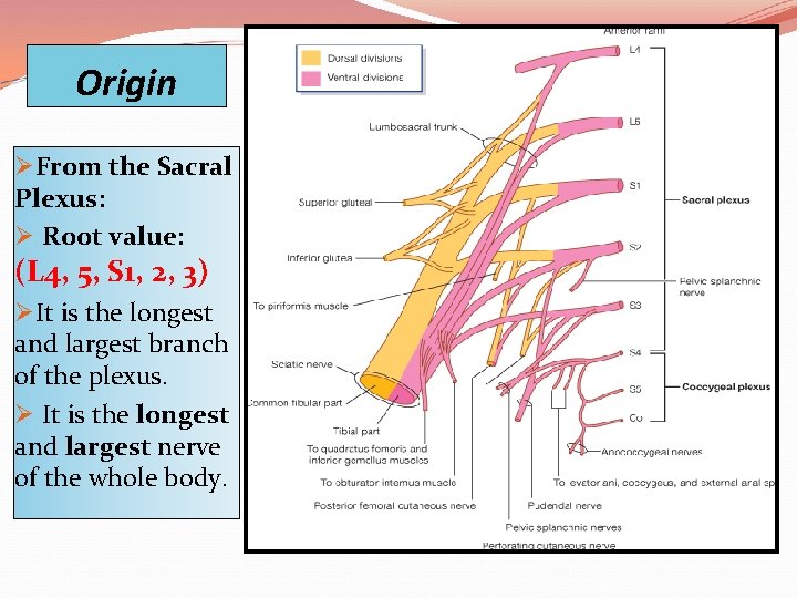 Origin ØFrom the Sacral Plexus: Ø Root value: (L 4, 5, S 1, 2,