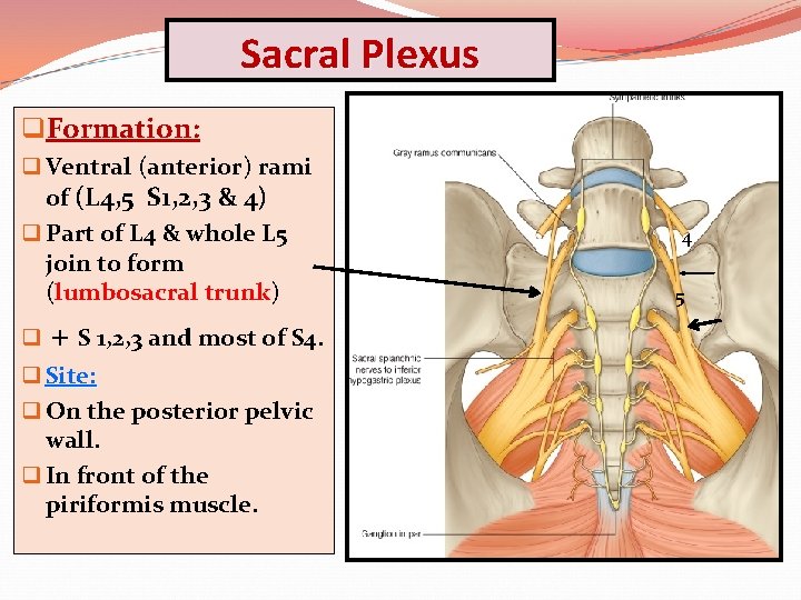 Sacral Plexus q. Formation: q Ventral (anterior) rami of (L 4, 5 S 1,