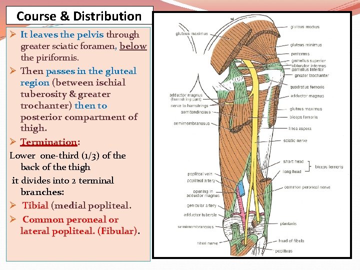 Course & Distribution Ø It leaves the pelvis through greater sciatic foramen, below the