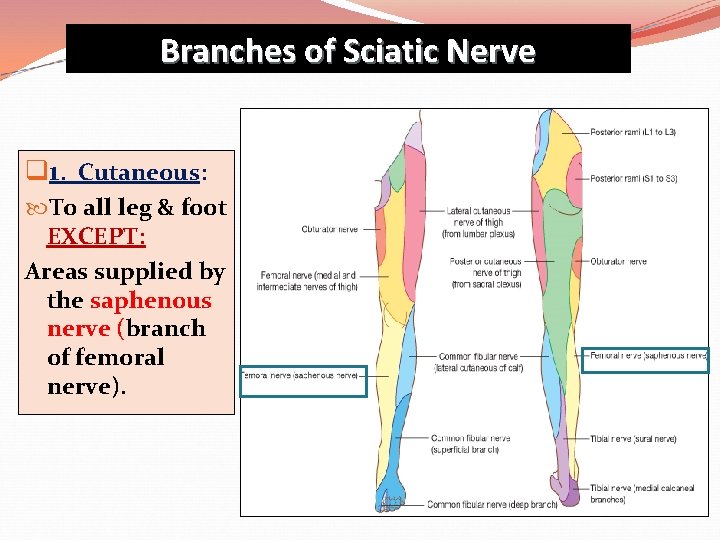 Branches of Sciatic Nerve q 1. Cutaneous: To all leg & foot EXCEPT: Areas