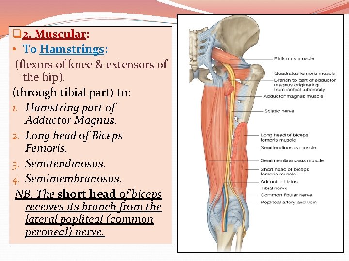 q 2. Muscular: • To Hamstrings: (flexors of knee & extensors of the hip).