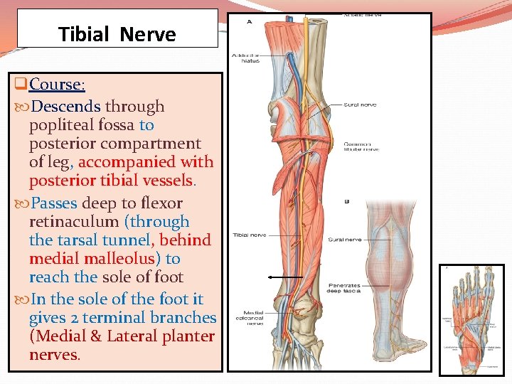 Tibial Nerve q Course: Descends through popliteal fossa to posterior compartment of leg, accompanied
