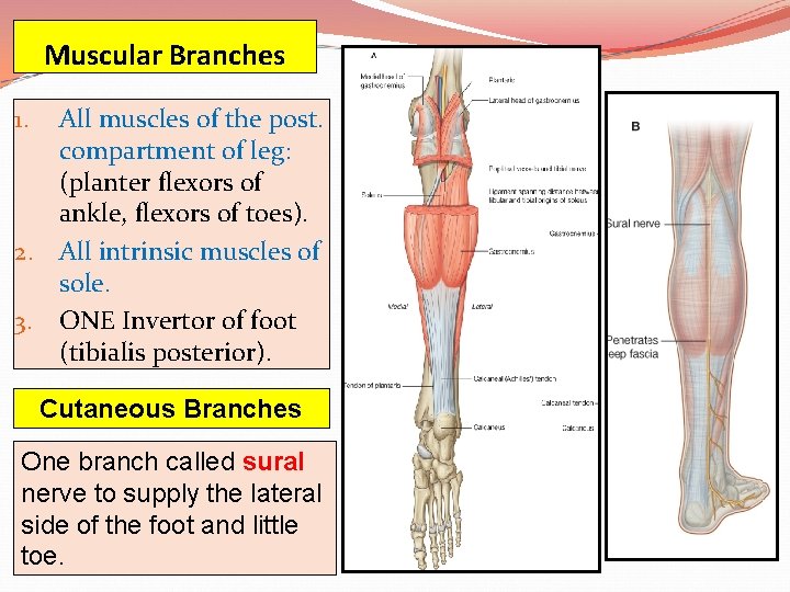 Muscular Branches All muscles of the post. compartment of leg: (planter flexors of ankle,